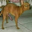 Socapin Canela