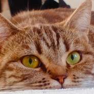 一边导一边用和平打出9点伤害