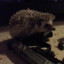 thechubbyhedgehog
