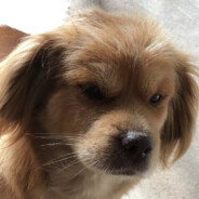 未闻其花知花香