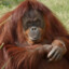 orangutan
