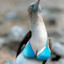 Brown Booby