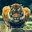 ✌✬24\7 TIGR✬✌