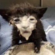 PimpChimpn