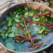 Ayahuasca