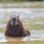 ElCapybara