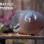 obese pigeon