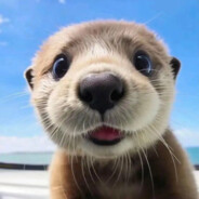 东北雨姐爱喝刀哥小咸