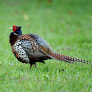 他是怎么打死我的