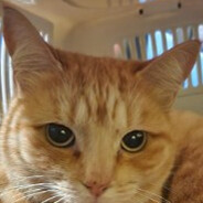 Olim and muffin avatar