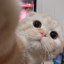 SBgongjin