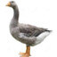 Goose