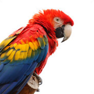 bugbird