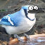 Bluejay