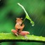 artimustreefrog