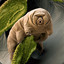 Tardigrade