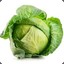 King Cabbage