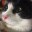 Steam avatar of FishMeow