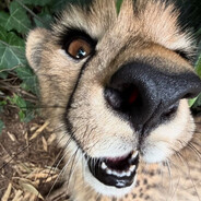amazing cheetah facts