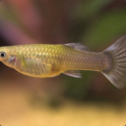 guppy