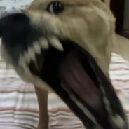 点击**美团20元无门槛红包