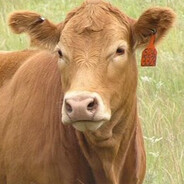 HEIFER