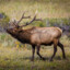 ELK avatar