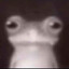 FrogDude