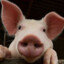 piggy