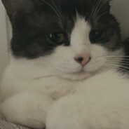 你也爱吃橘子吗