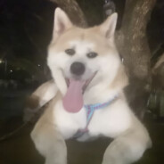 爱吃猪脚的素食者