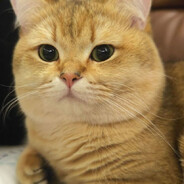 老北京儿正黄旗儿