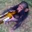 Alcoholic Monkey