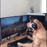 nrg - steam id 76561197960520677