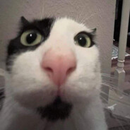 СЛАДКИЙ КОТИК