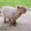 Capybara