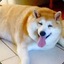 BigBoyDoge