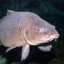 a literal fish