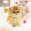 Sarapaoヅ