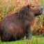 aNobleCapybara