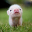 LITTLE PIGLET