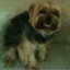 andy