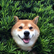 橙子不吃橘子(ORANGE)