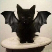 可爱猫猫在线吸血