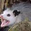 Angry Opossum