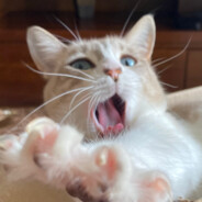 STELLA DO MAU