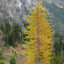 The_larch