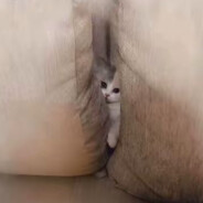 她说为了中非友谊