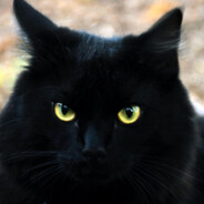 mr.Cat