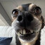 snoop_doogy